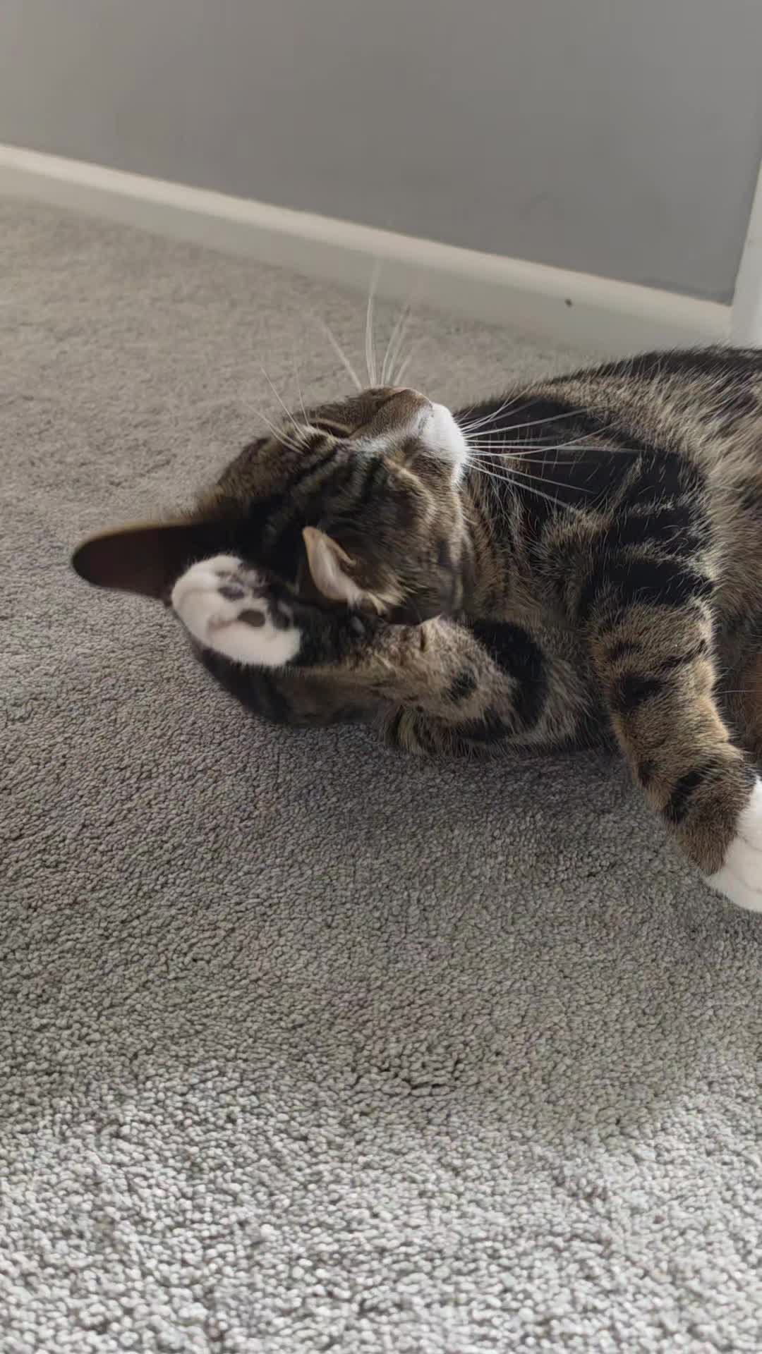 @Banjothecat2024