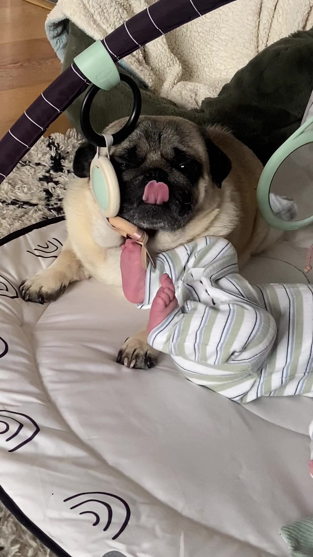 @Wee Winston The Pug