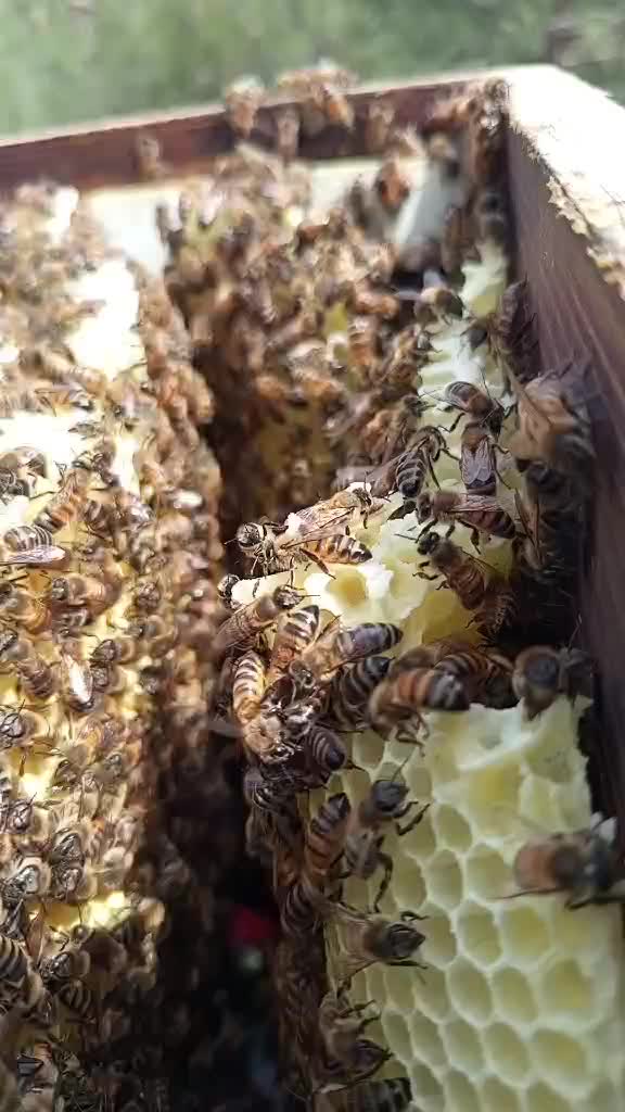 @Fasianos_bee_products