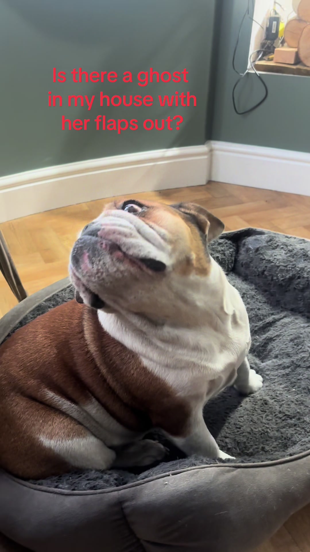 @Nessa the Bulldog 8