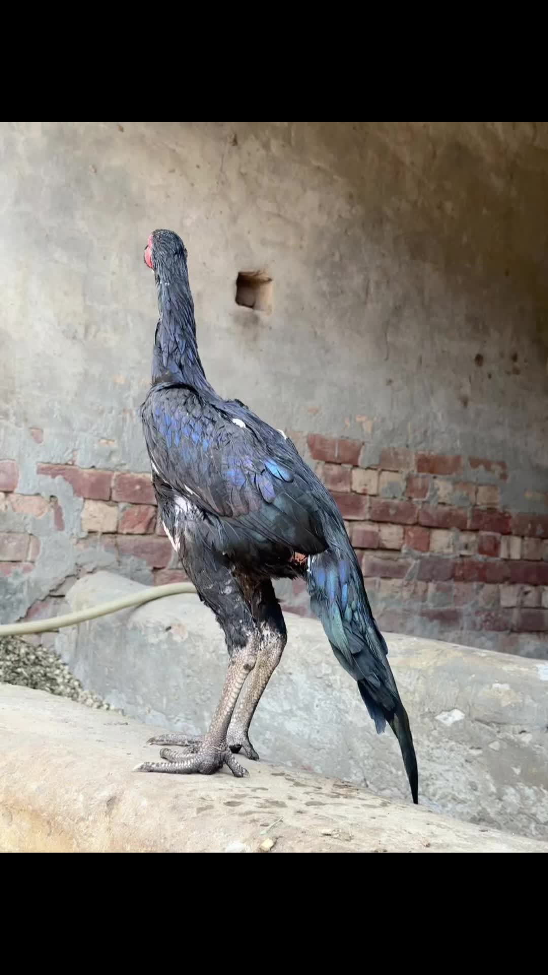 @🇹🇷الیاس بھٹی🇵🇰