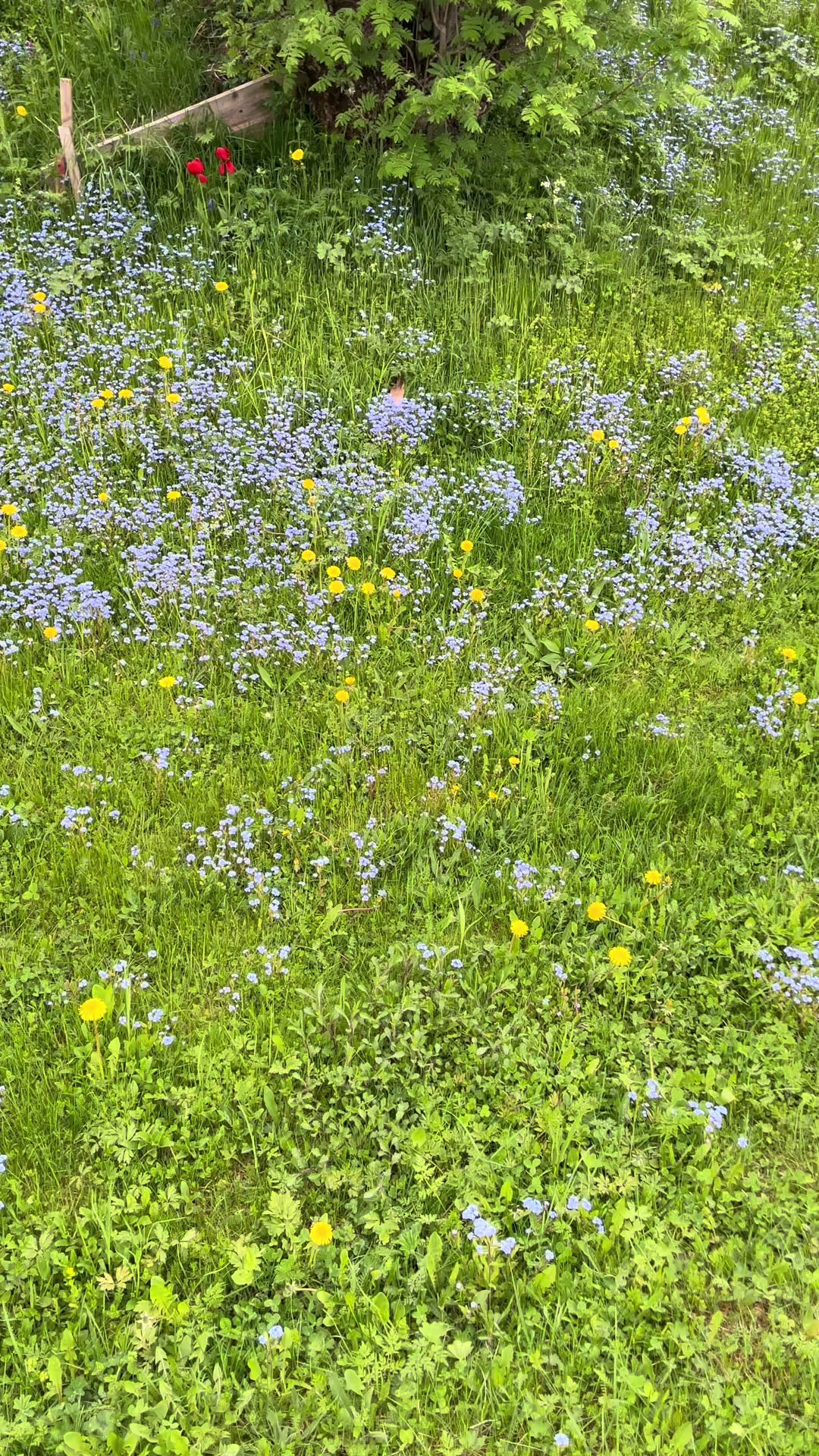 @ᛊᛁᚹ︍ ᛏᛟᚱᛊᛞᚨᛏᛏᛖᚱ🇳🇴