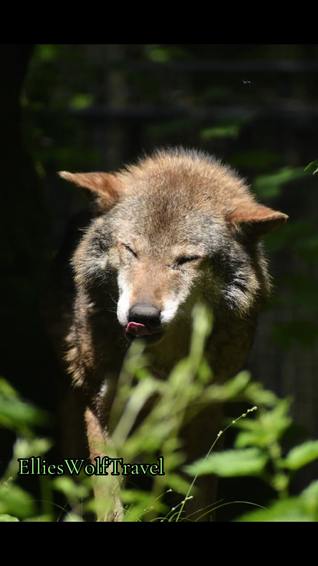 @Ellie&rsquo;s Wolf Travel 🐺
