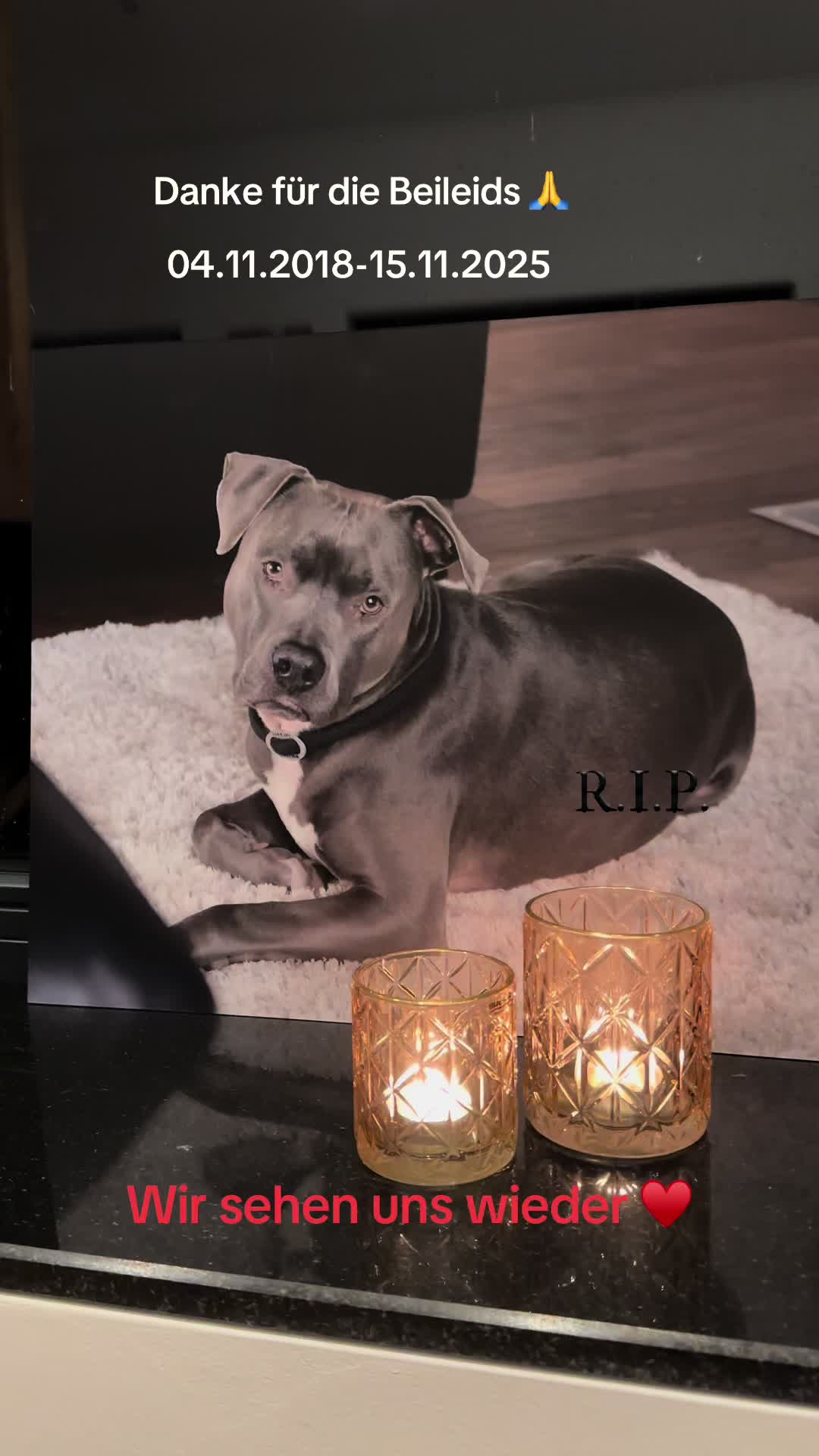@Amstaff Tyson & Tayna ♥️