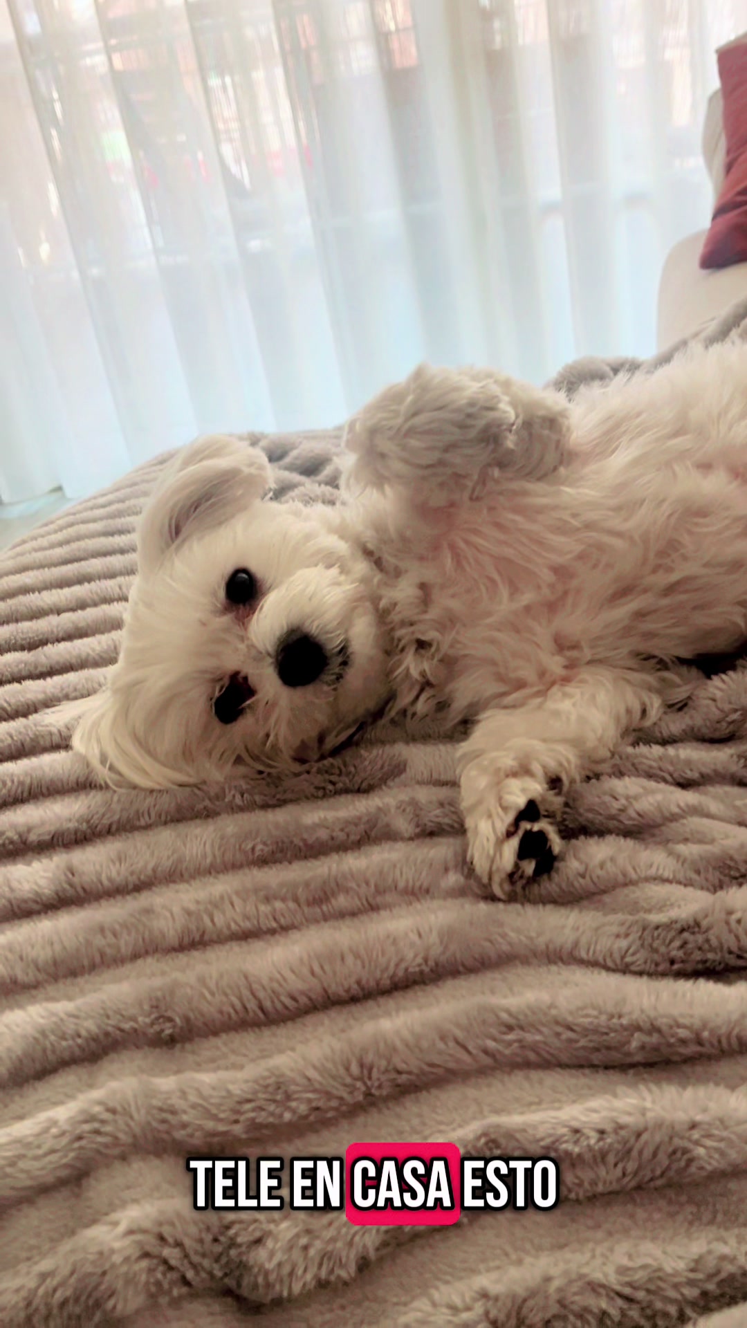 @Darla 🧡🐶🧡