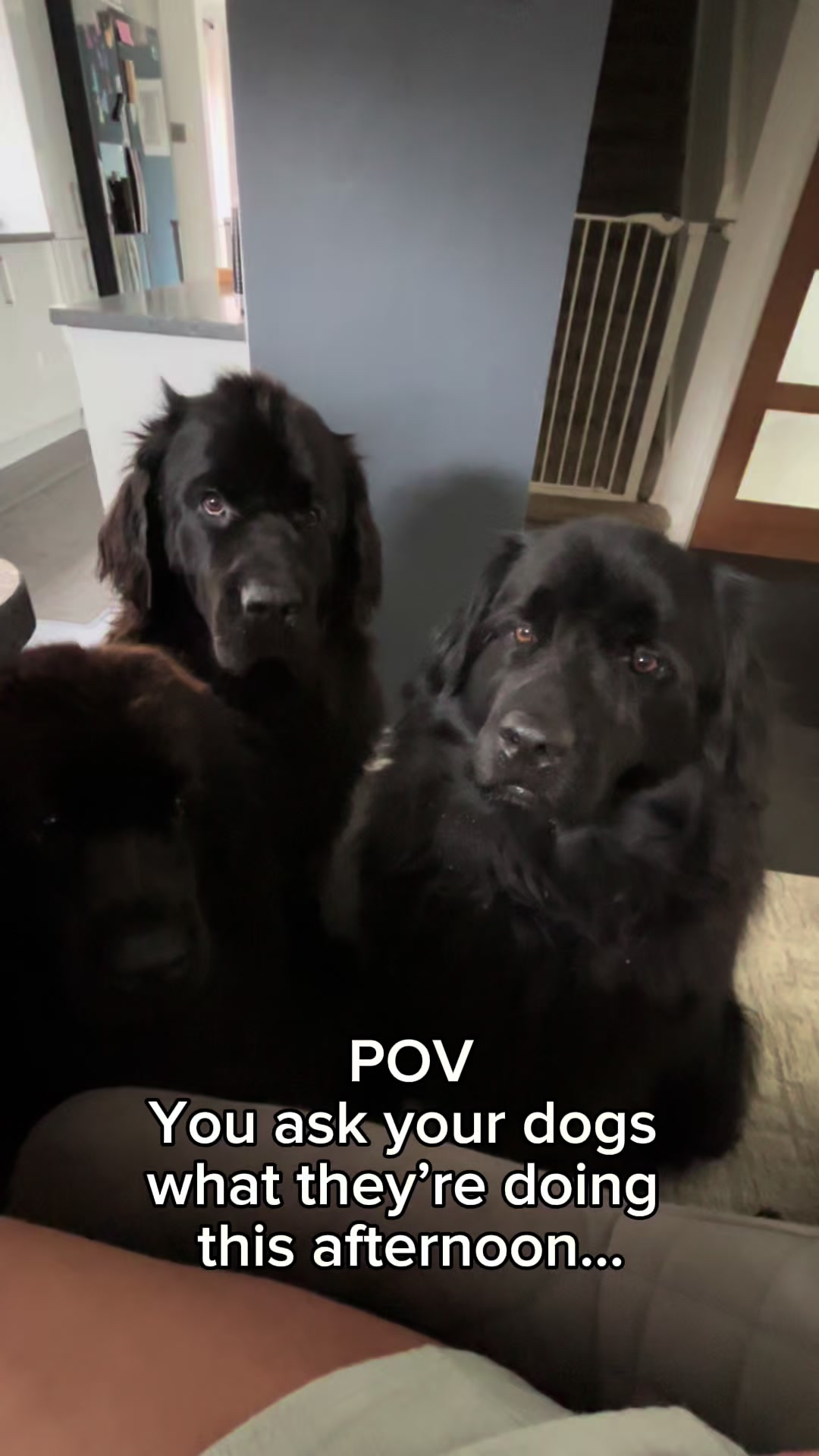 @Newfypups