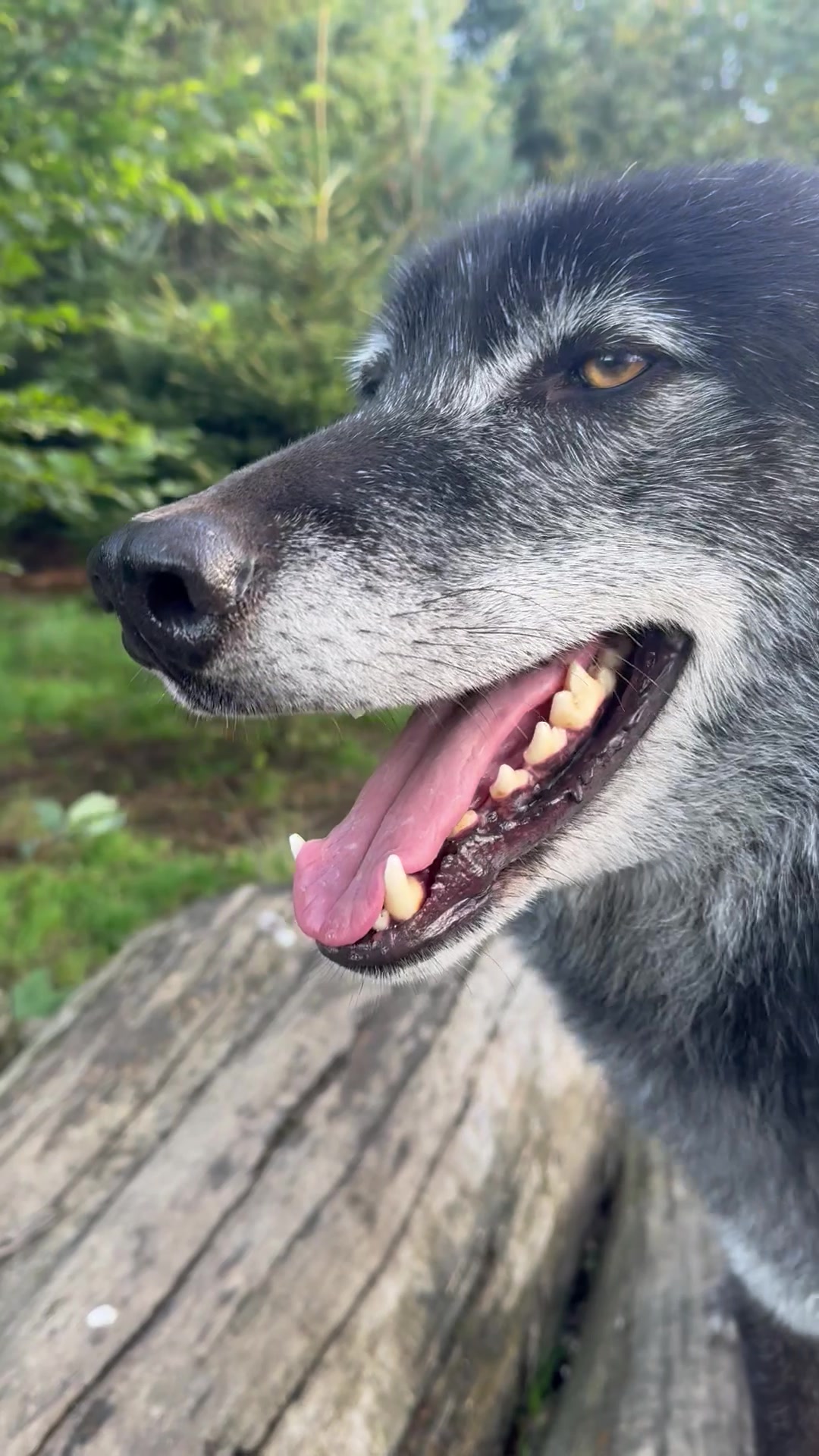 @Wolves of the Lakes