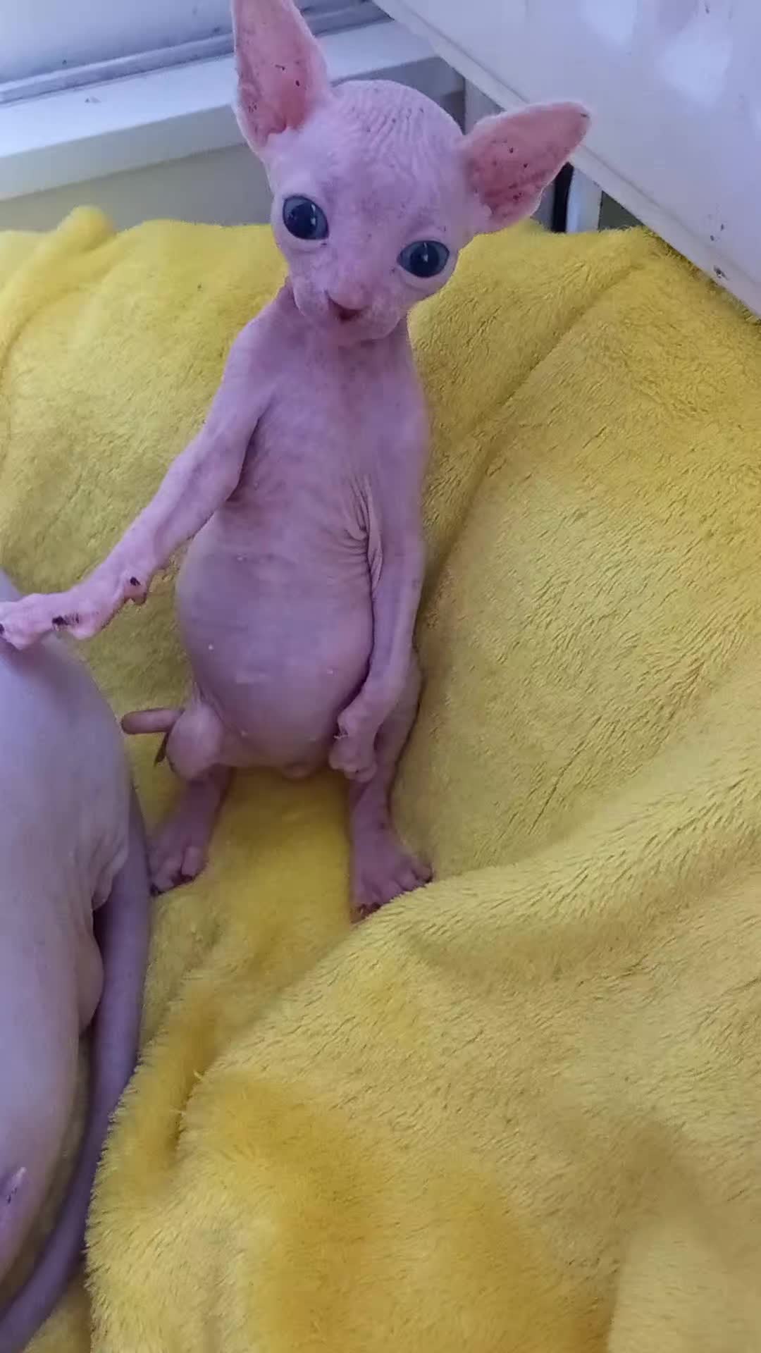 @Antonnya