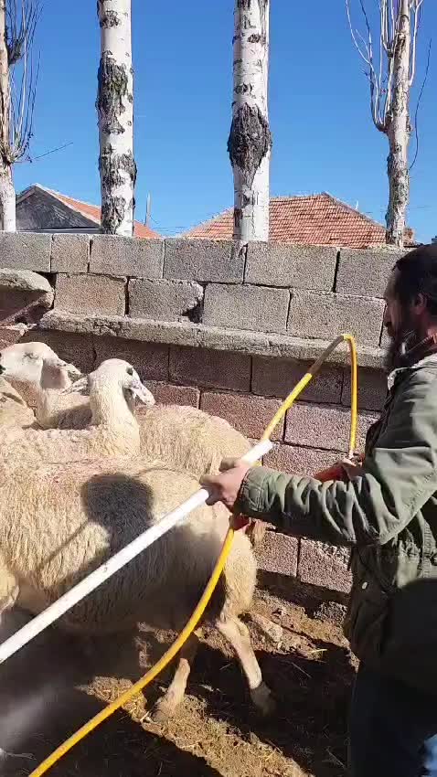@Löwe