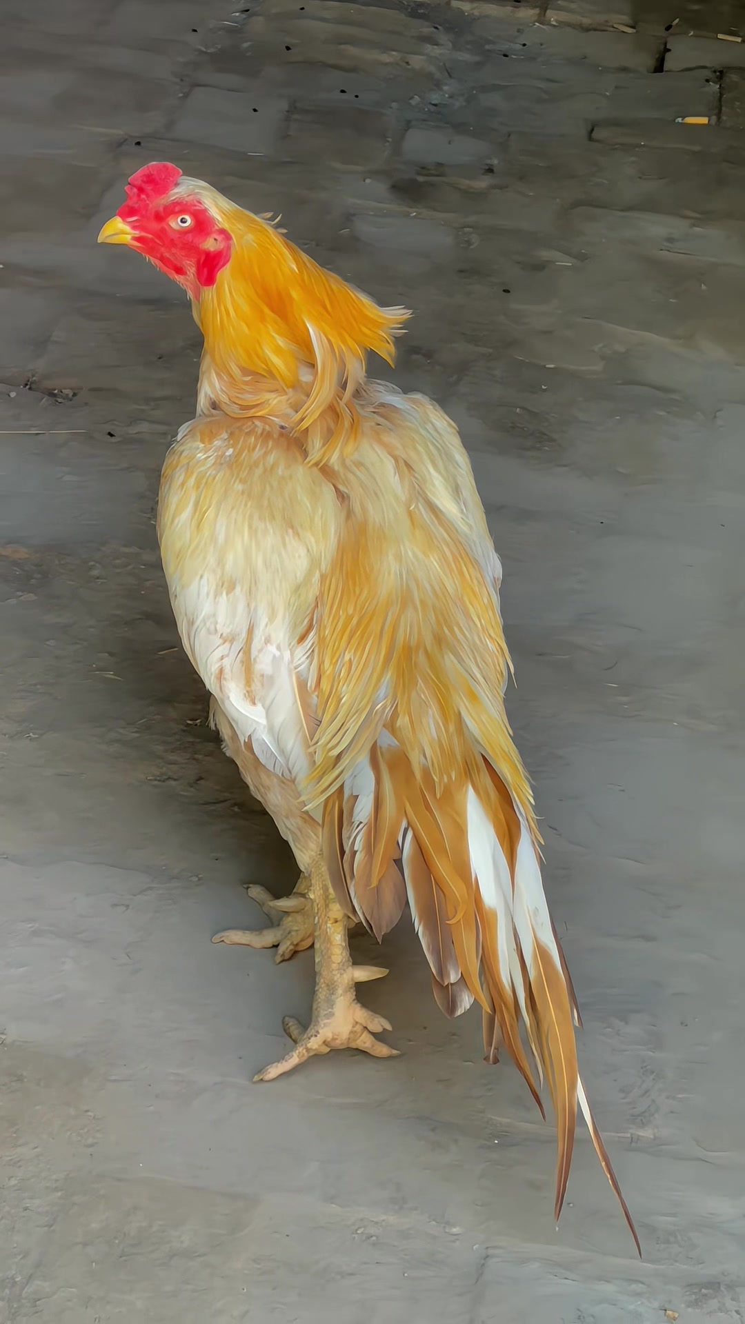 @علی خان اصیل