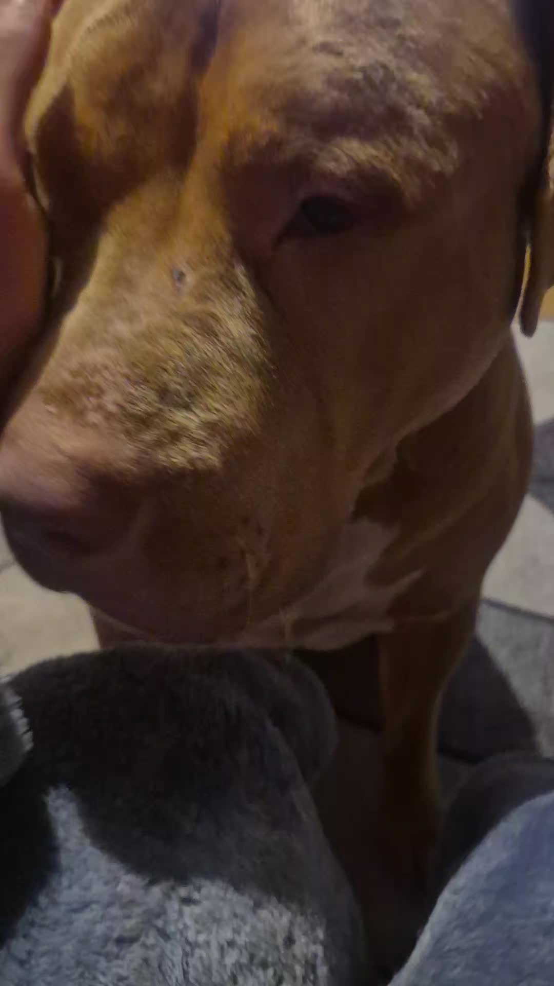 @Zeus.Bella1