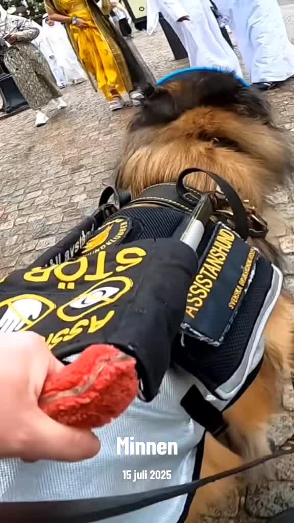 @Fenix-Tervueren AssistanceDog