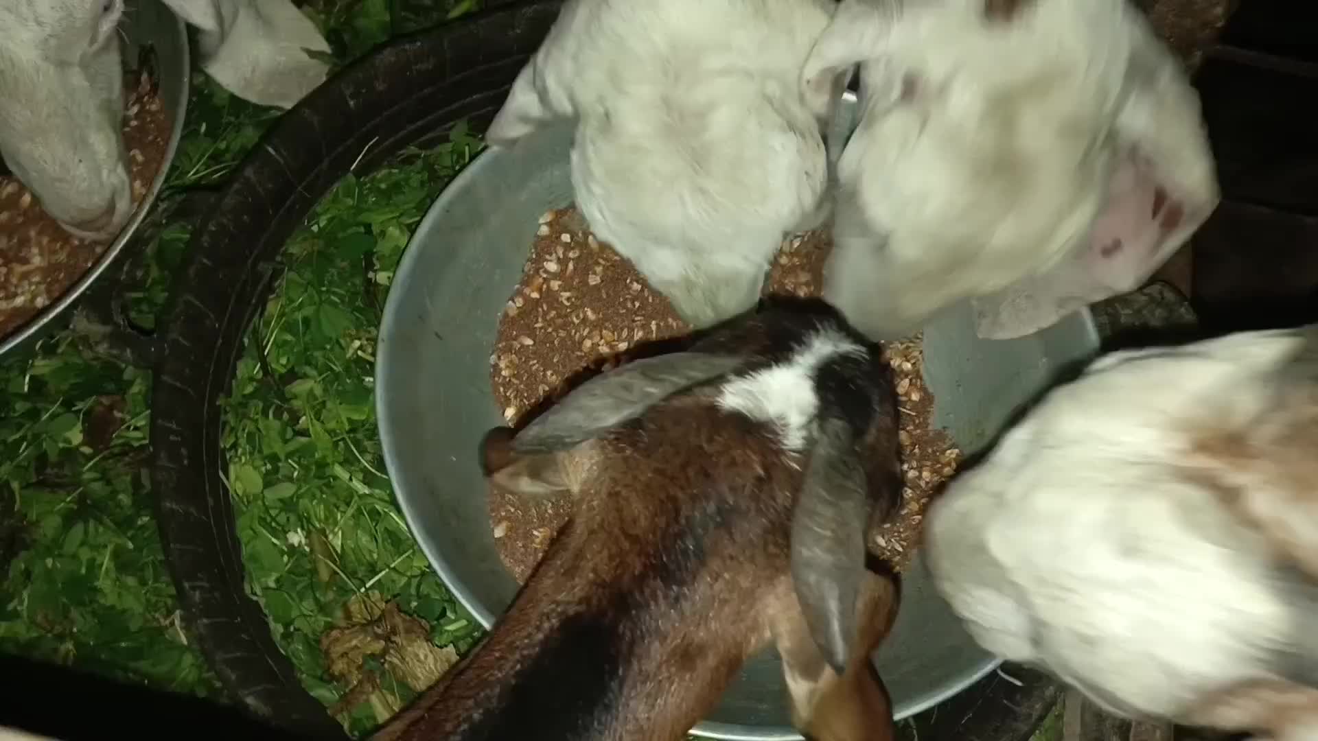 @Animal success