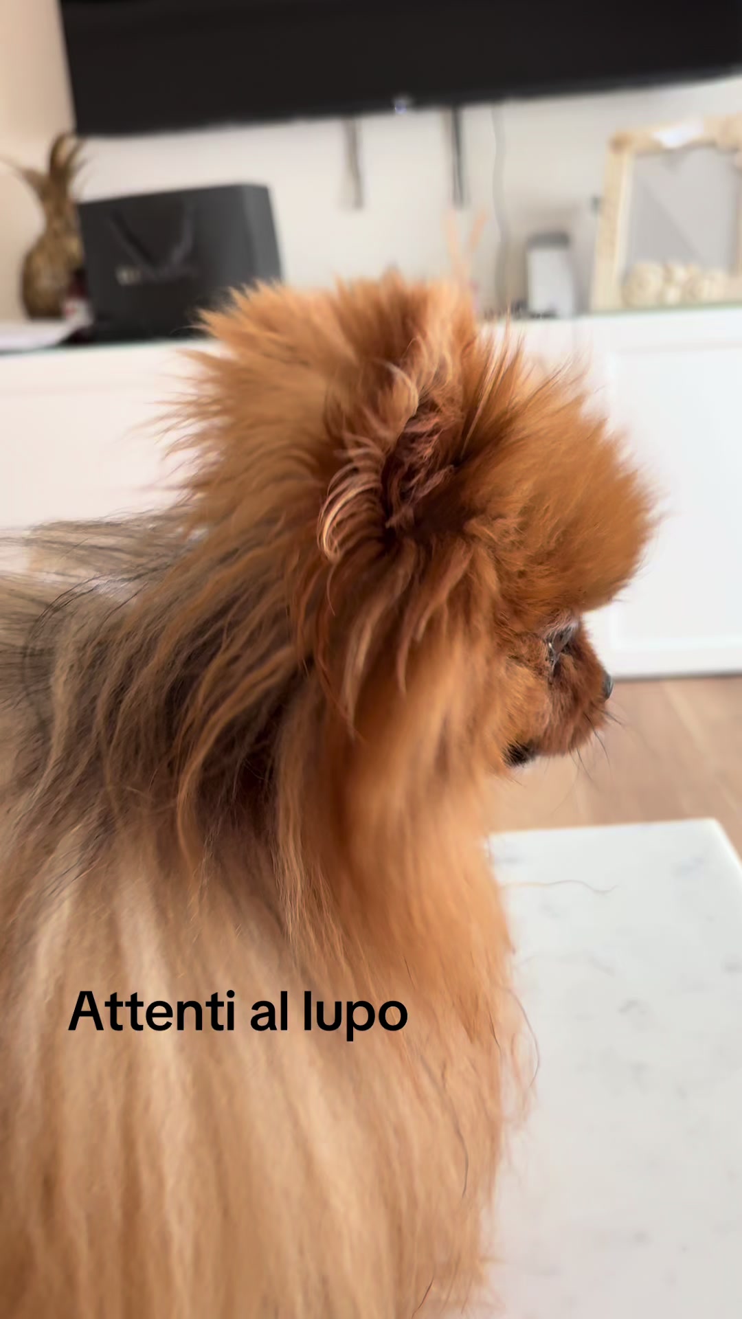 @Flamy Pomerania