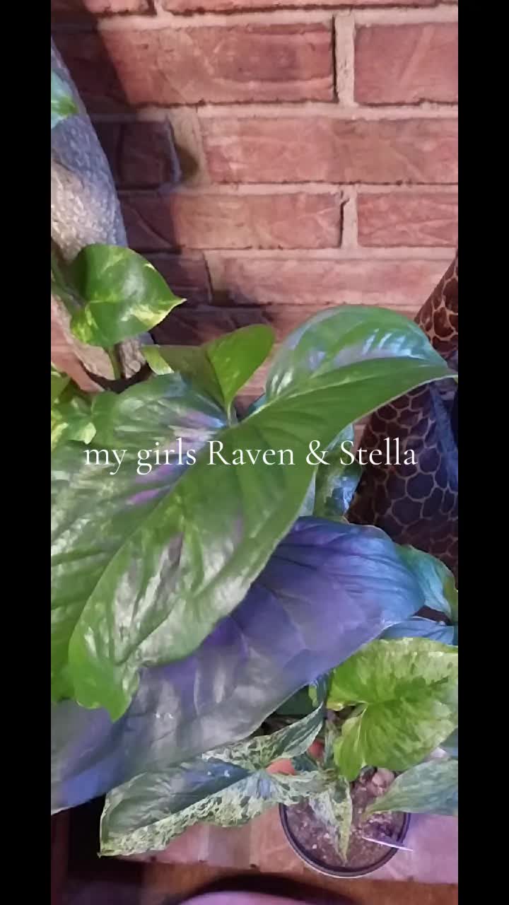 @eddiehill693