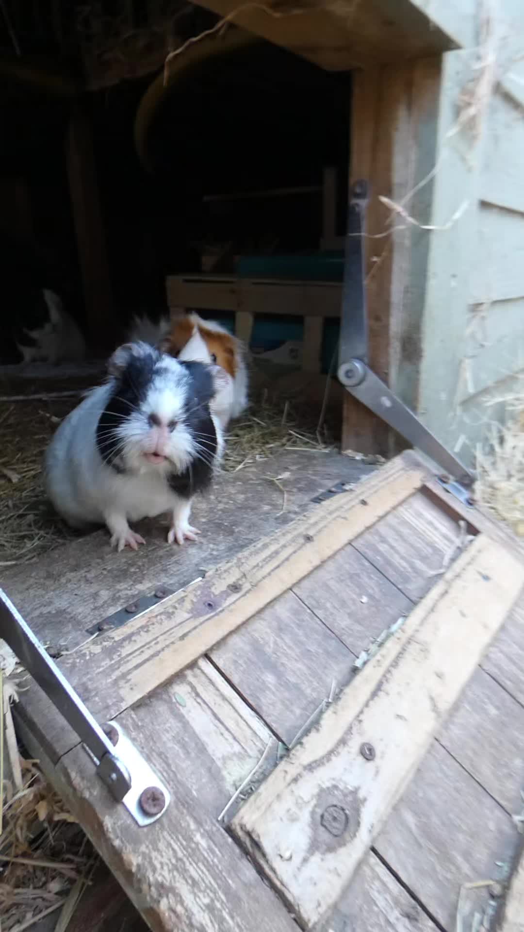 @Guinea Pig Dad