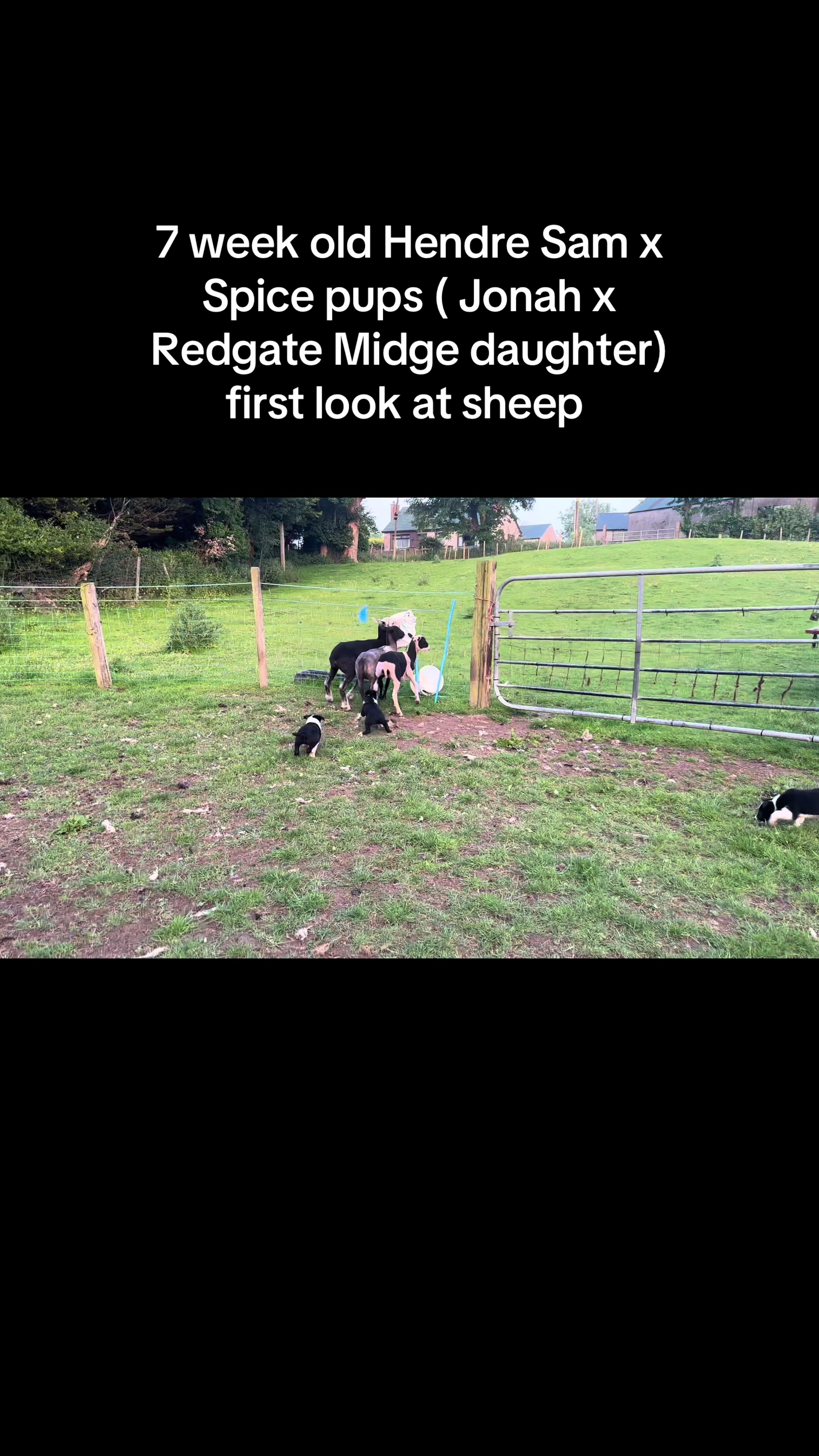 @Ravara and Murray’s sheepdogs