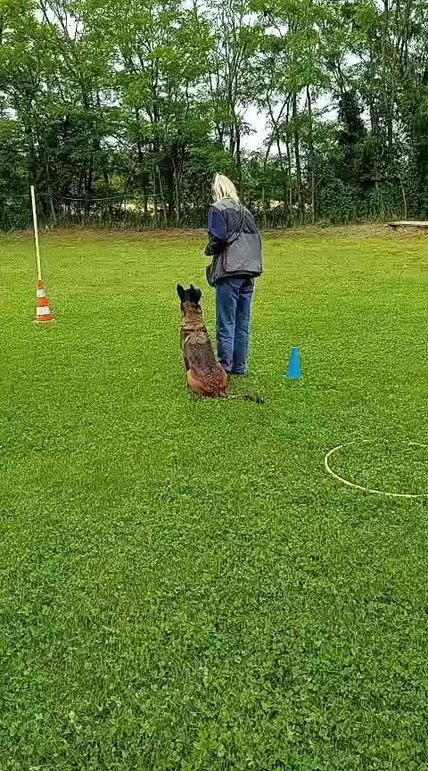 @Morgè_Malinois