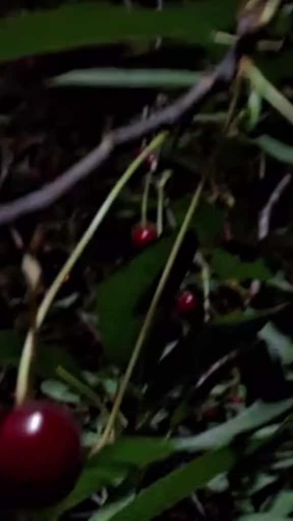 @🌿 çimen 🌿1313🌿