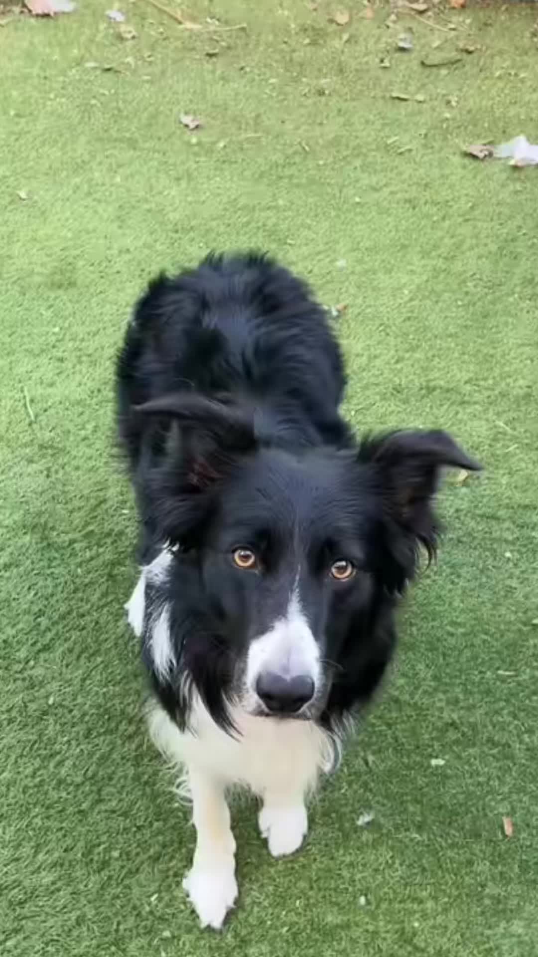 @Dani Pardos