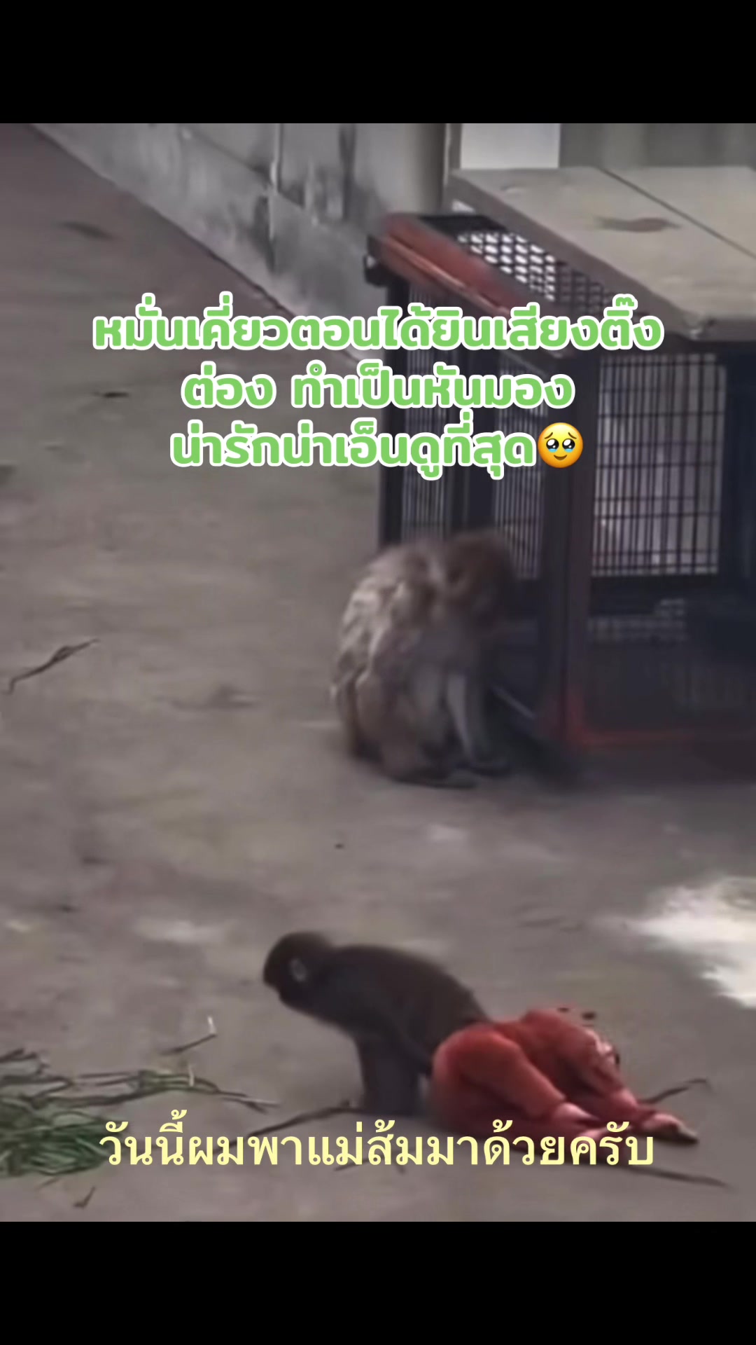 @Mymint🐢Teamwang