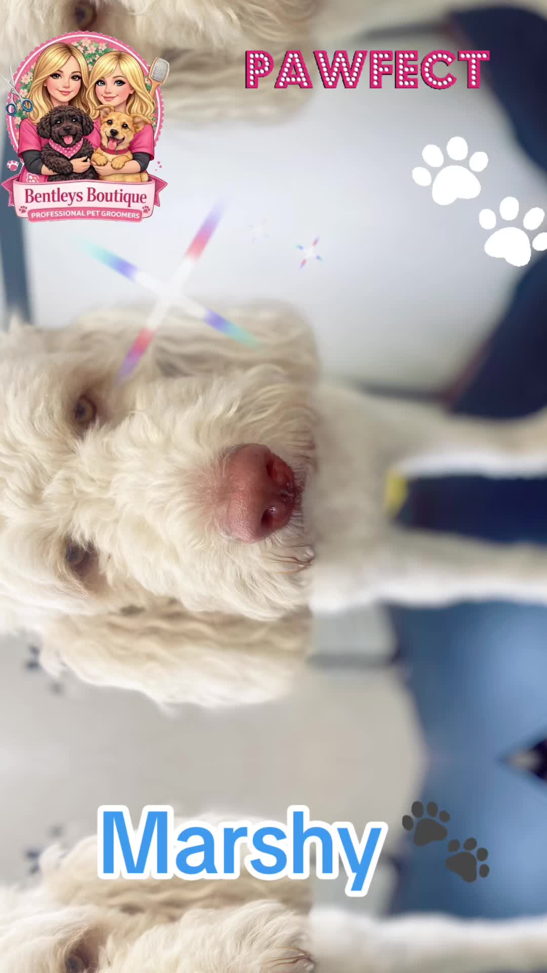 @Bentleys Boutique Pet Groomers