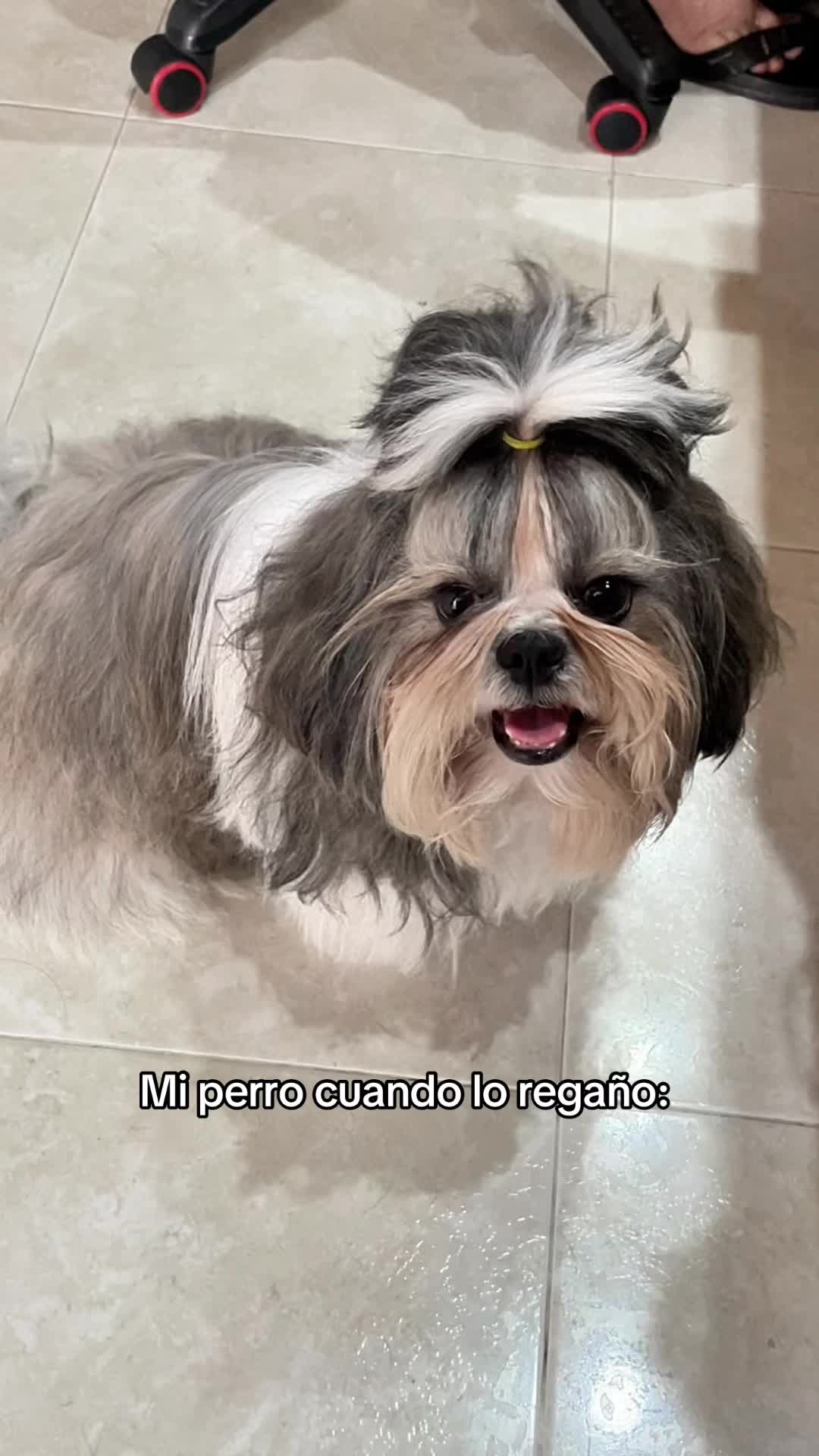 @appa_shihtzurp