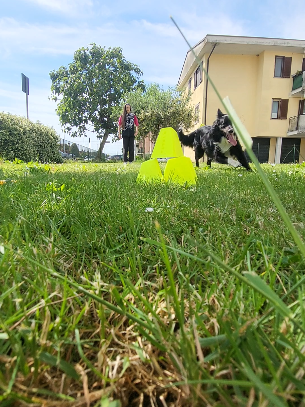 @Service dog Falco 🐾🦅🌈