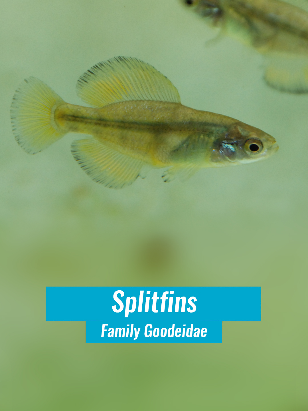 @Fishipedia world