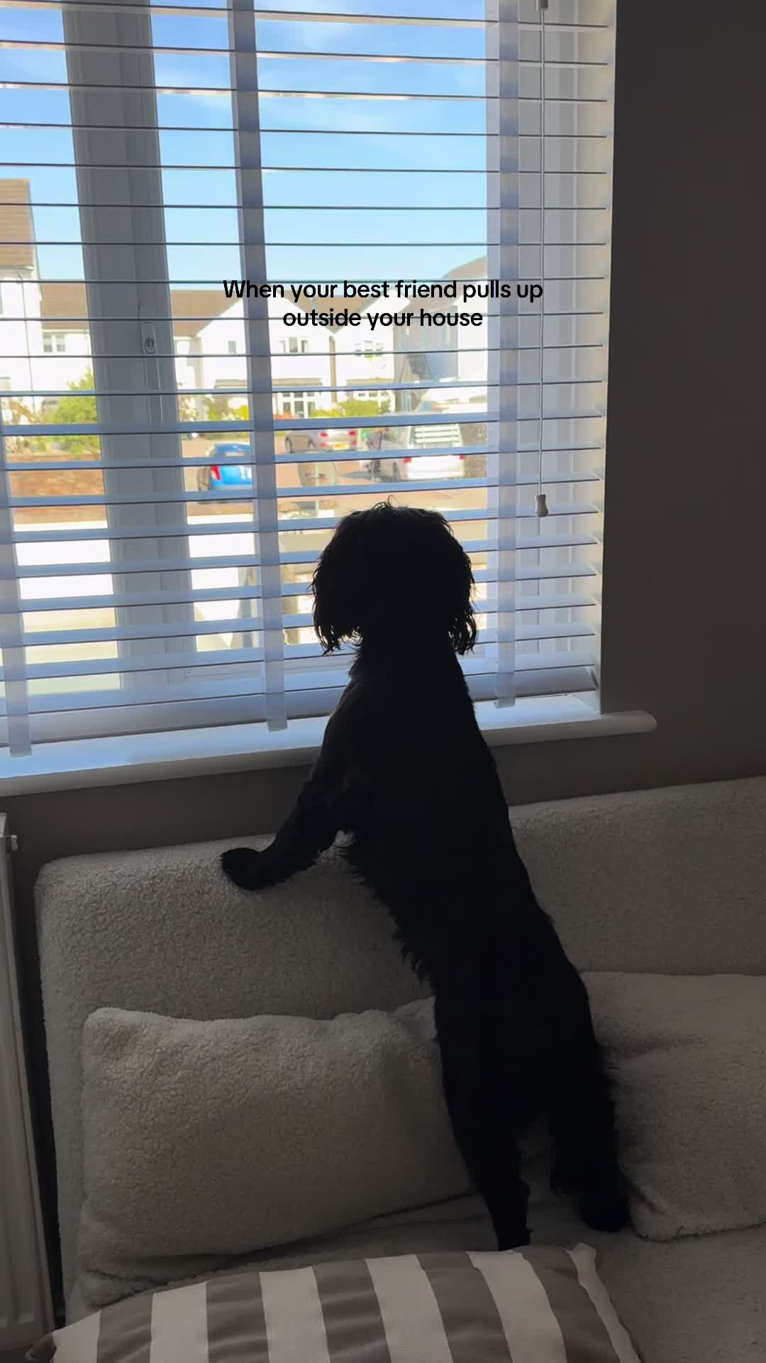 @maggie.moo.cocker
