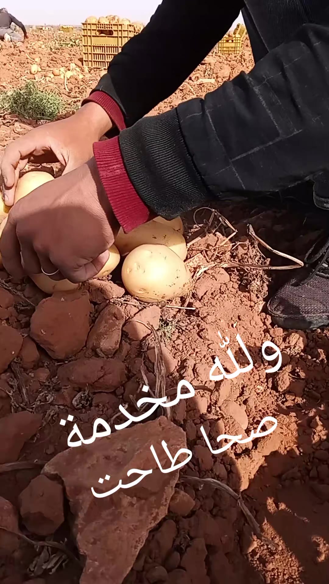 @نور ارتي