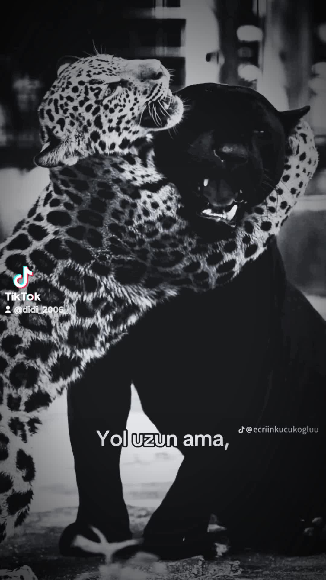 @nigyarsulman