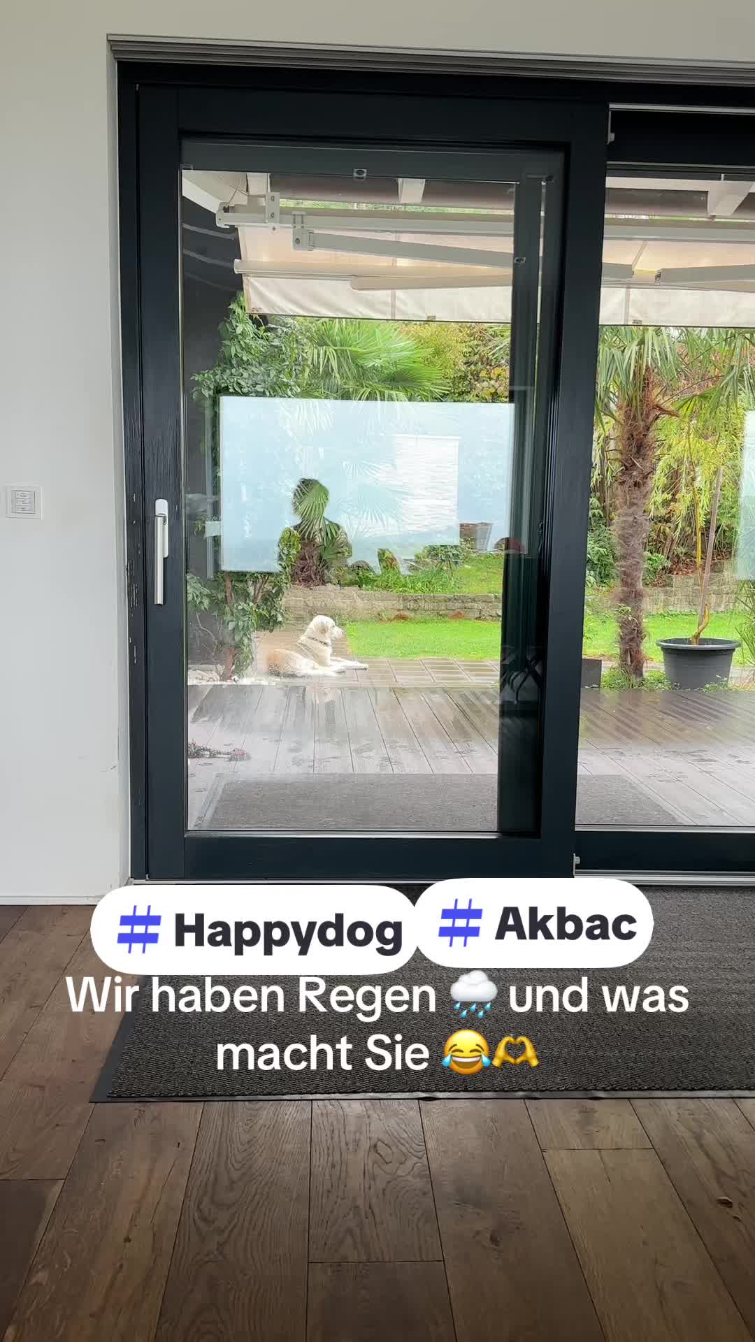 @Amstaff Tyson & Tayna ♥️