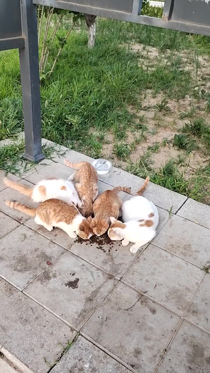 @animal family 0302