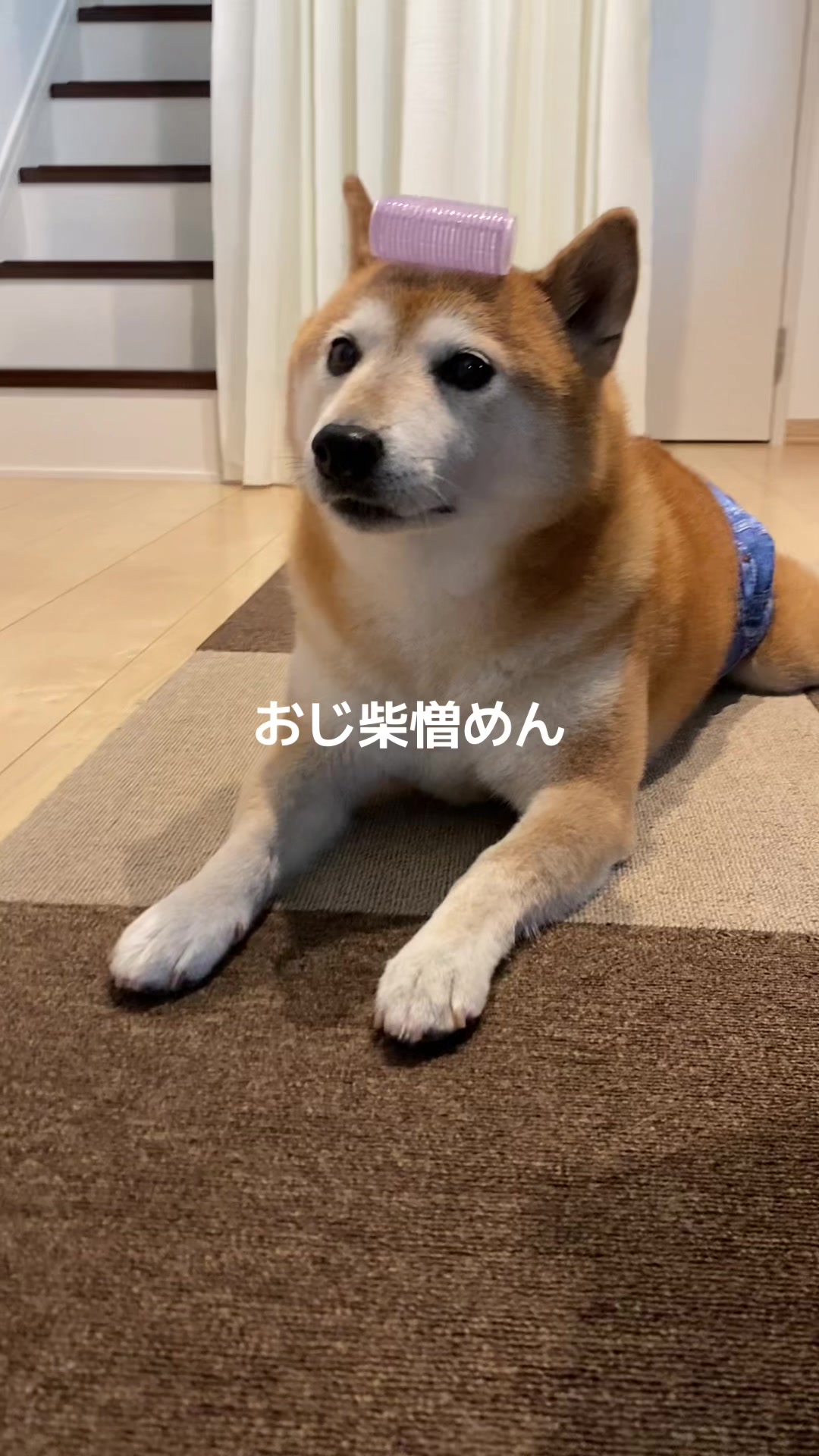 @こむぎといなり