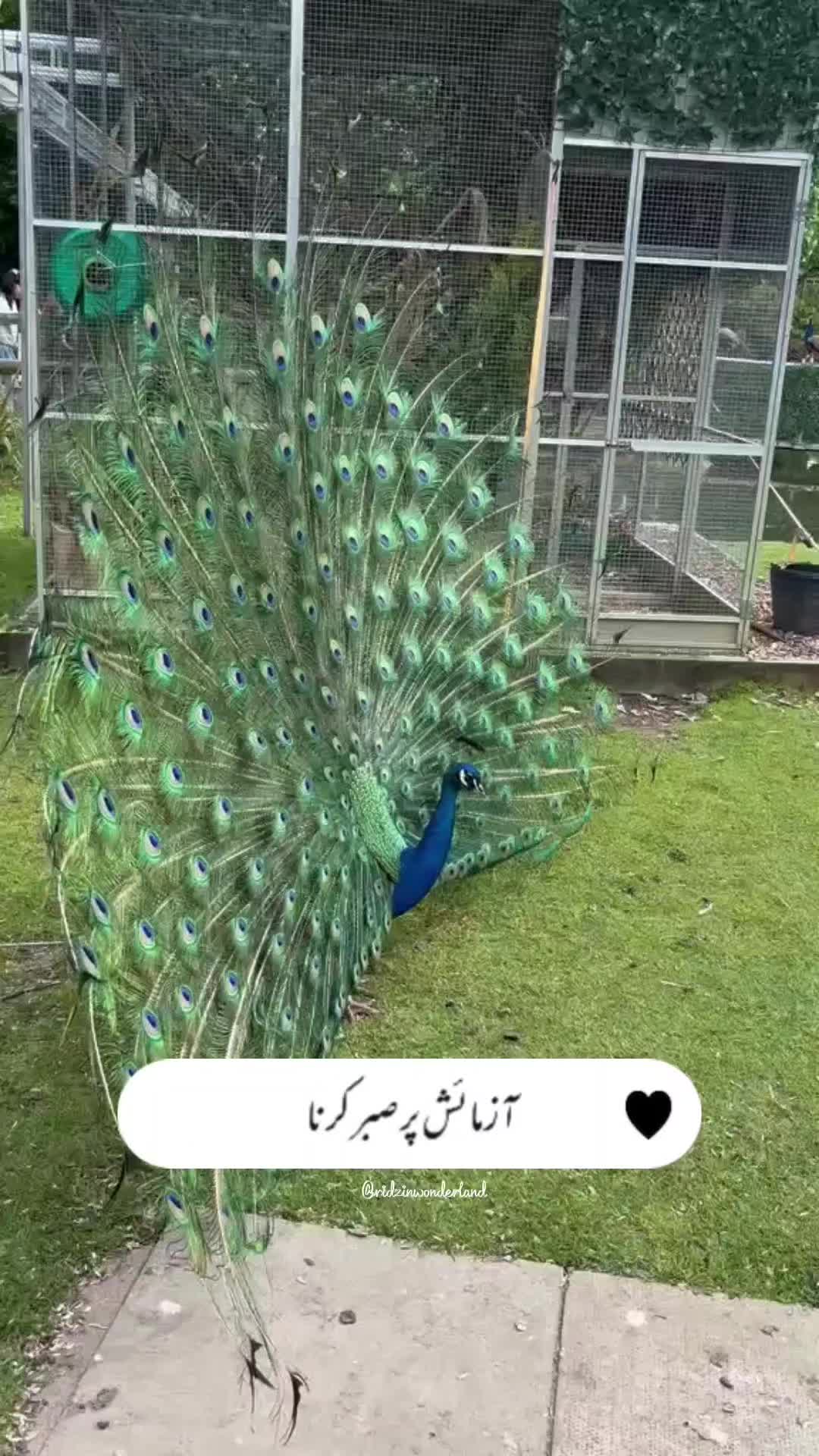 @Mr Faraz🇵🇰🏴󠁧󠁢󠁥󠁮󠁧󠁿