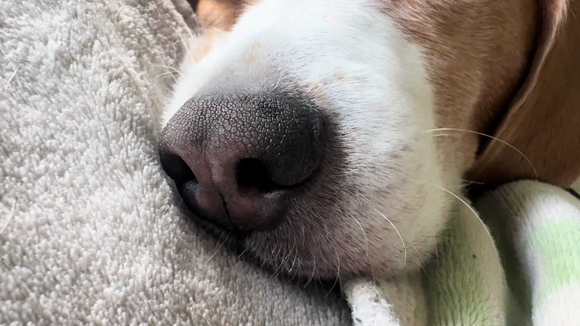 @Neo_The_Beagle