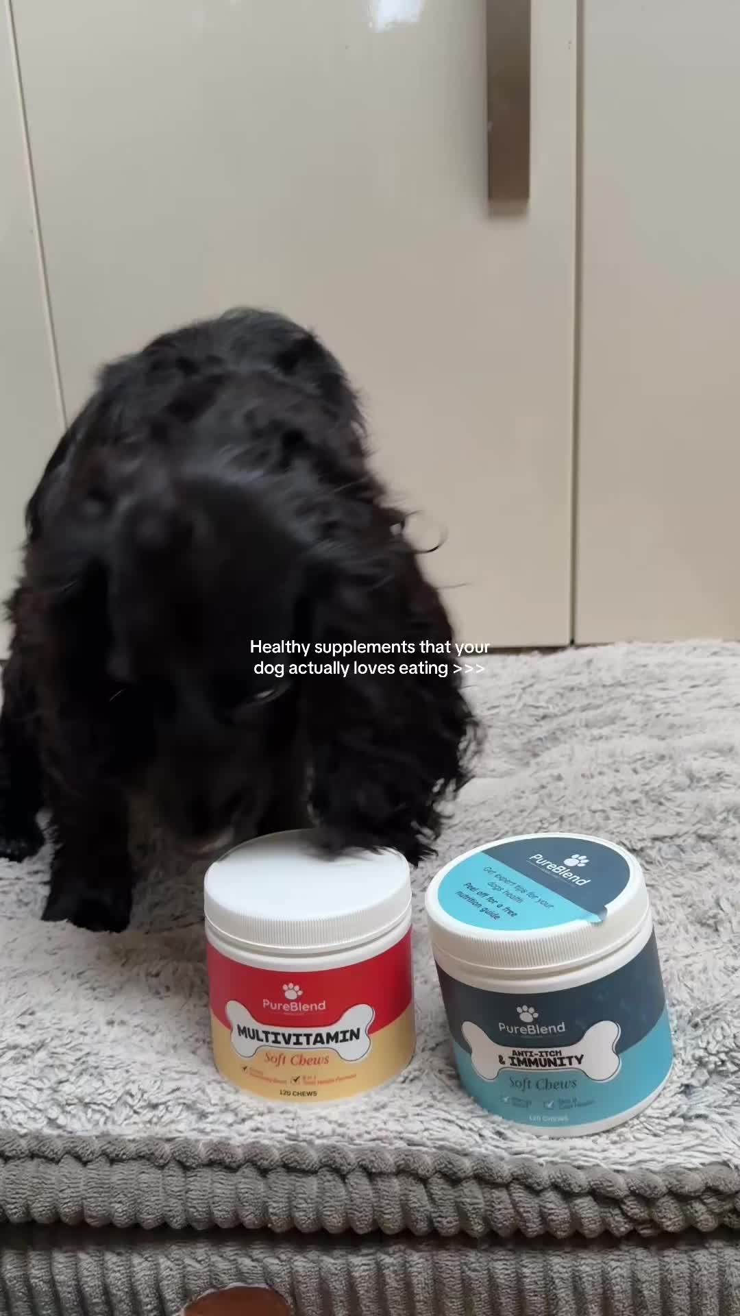 @maggie.moo.cocker