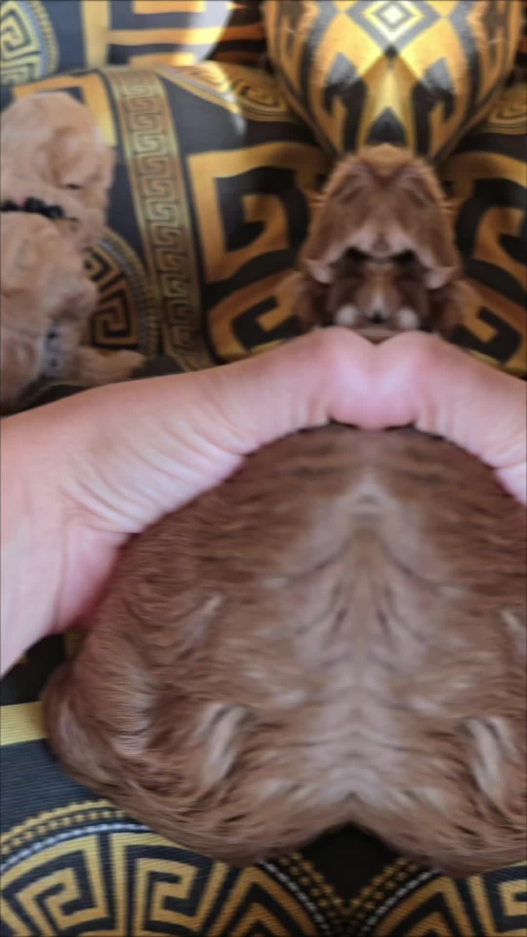 @Diana breeder