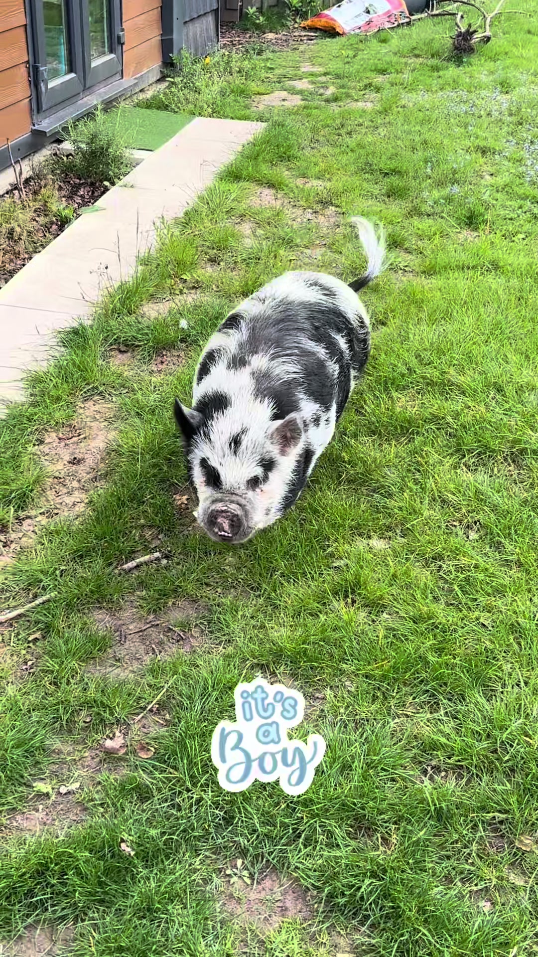 @Pig in the house