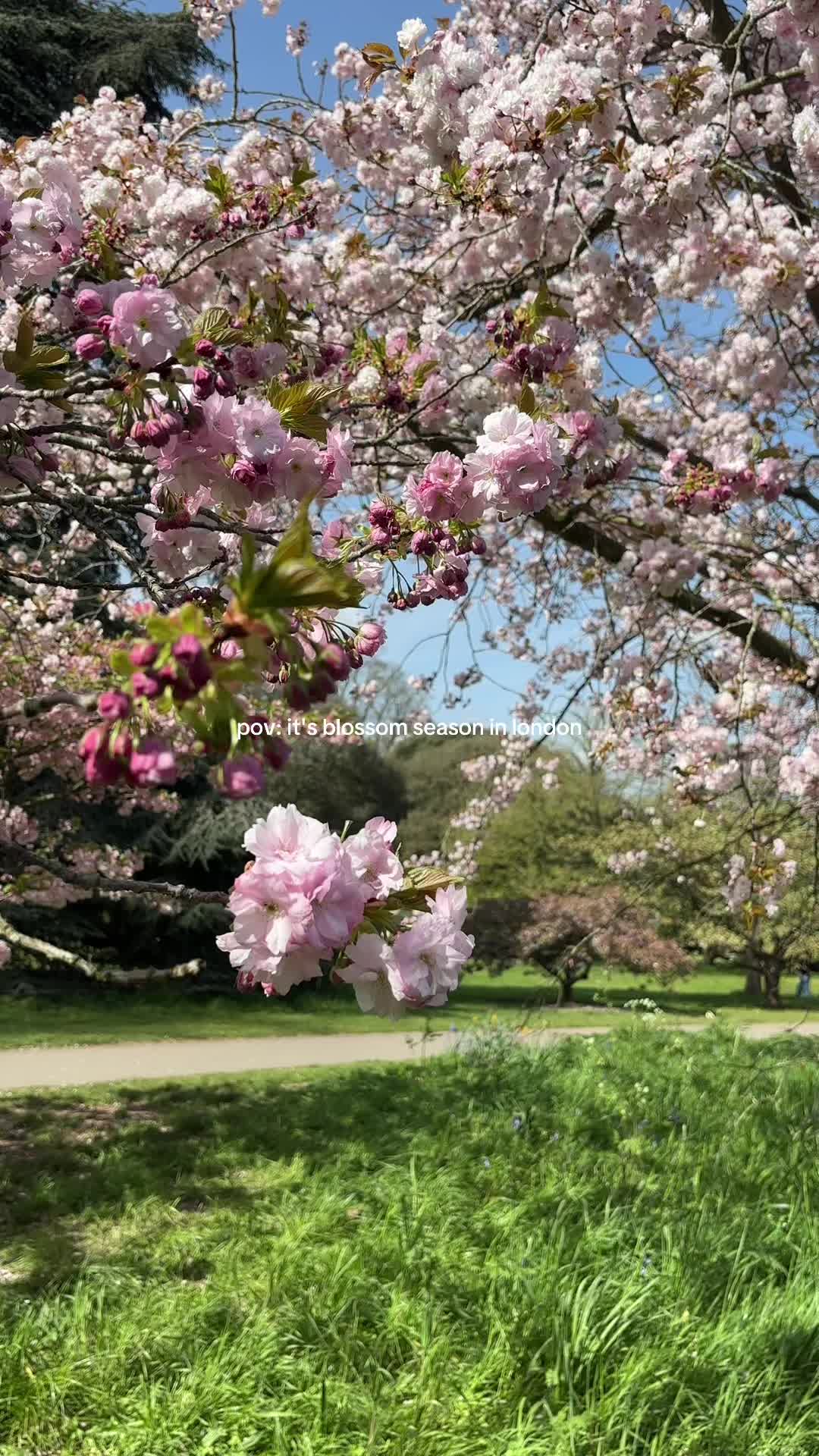 @alessi 💓🌸