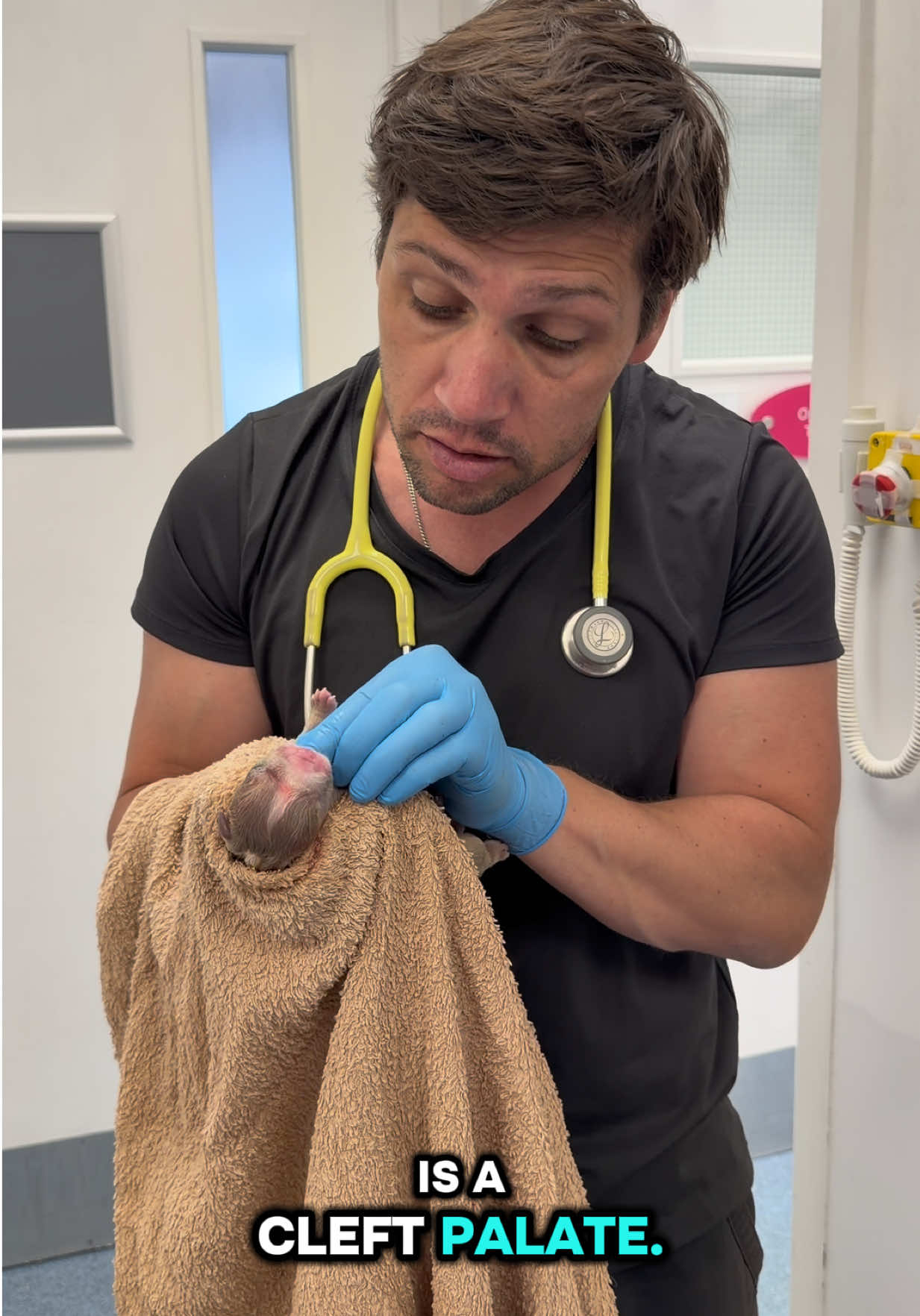 @Tomasthevet