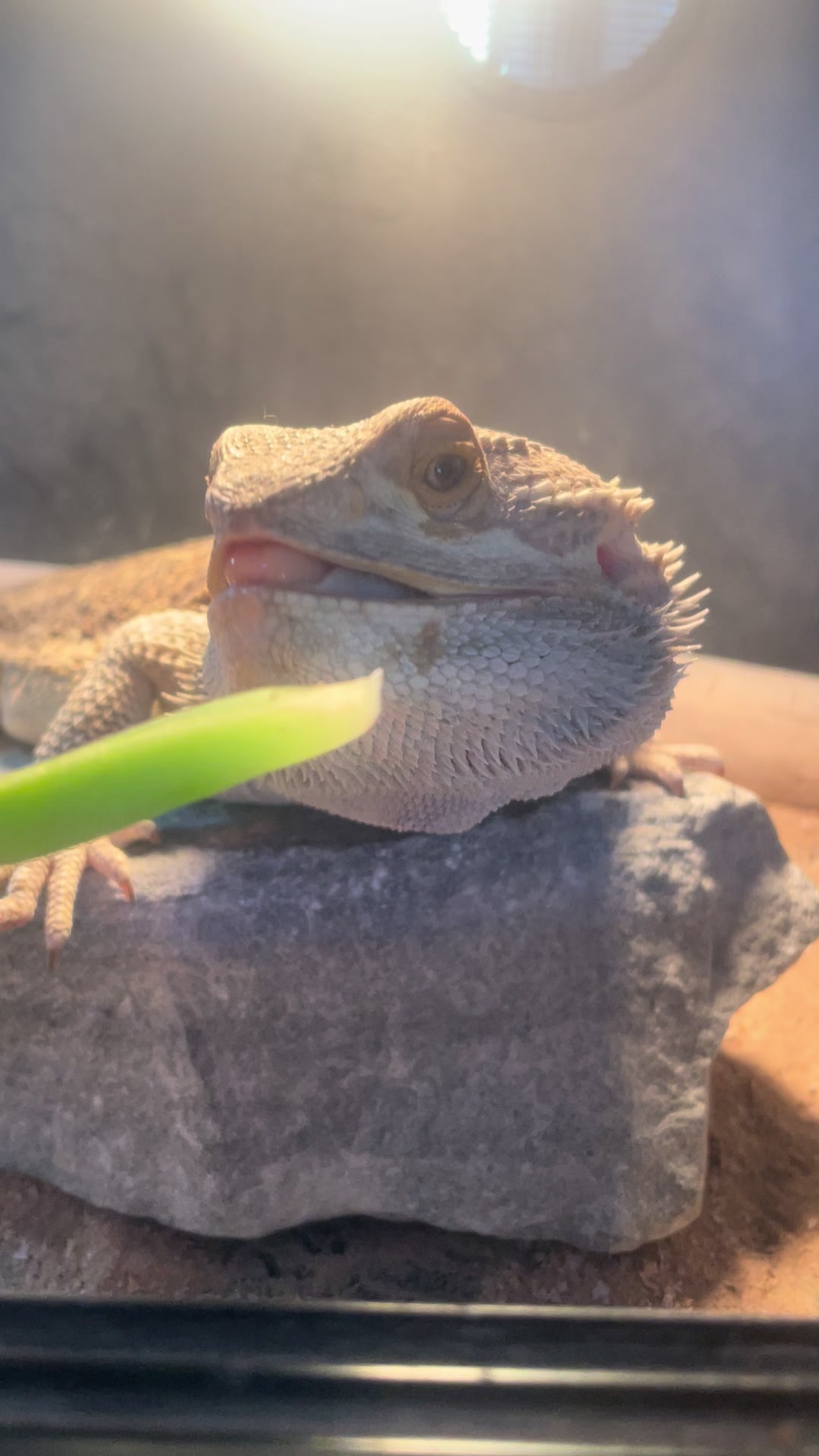 @Rexy the food critic 🍽️