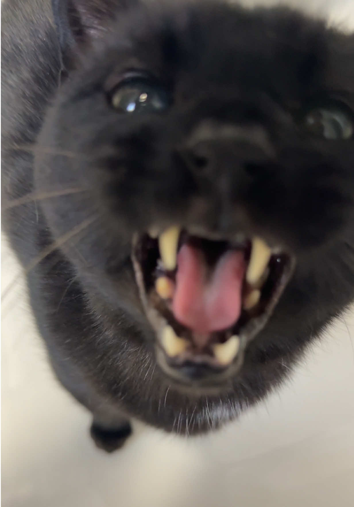 @Teefie_tribe 🐈&zwj;⬛🐈&zwj;⬛🐈🦷🦷