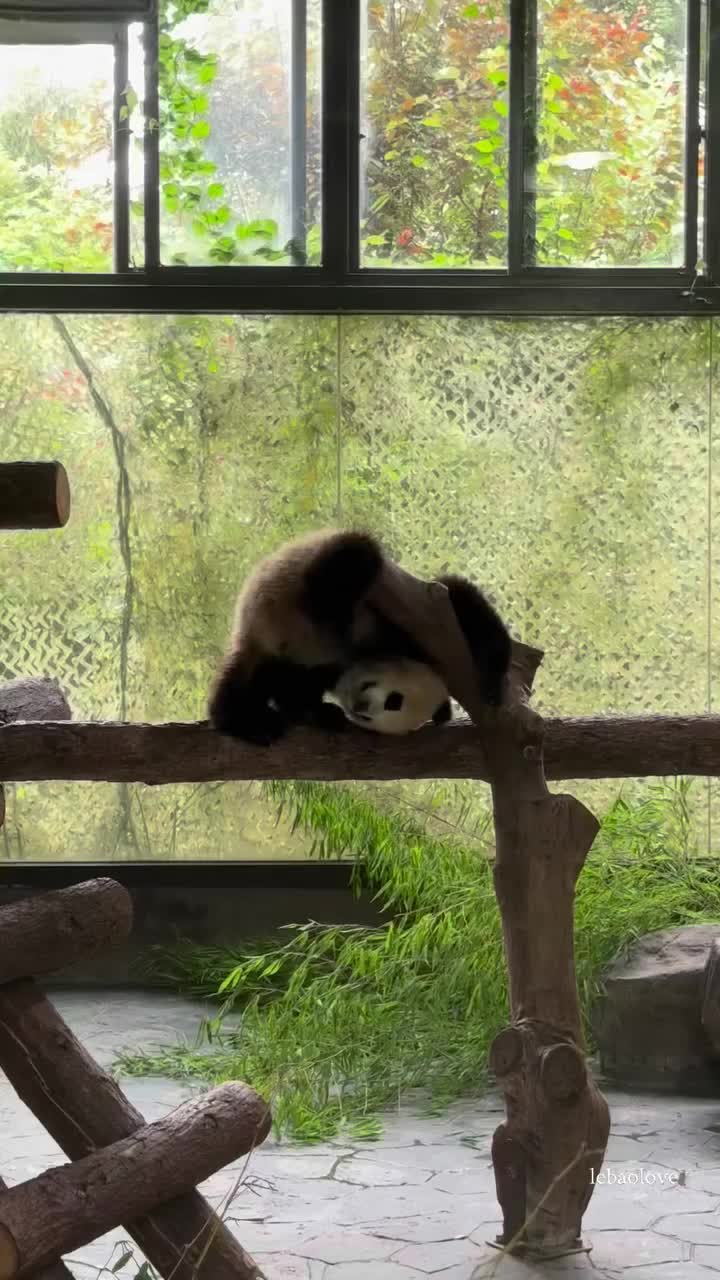 @pandy_pandaa