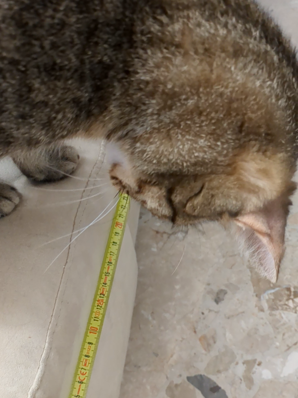 @Lello The Cat