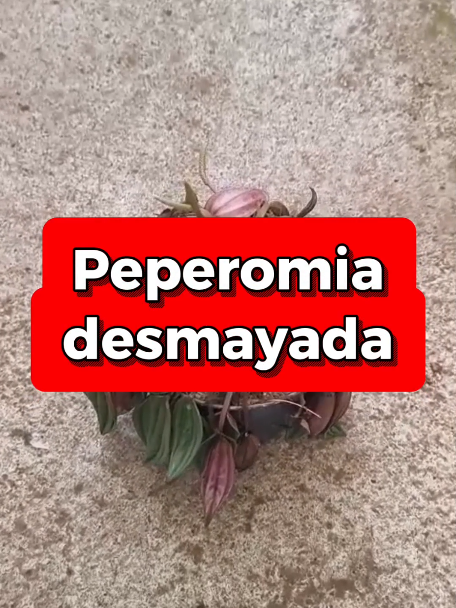 @𝑴𝒊 P𝒂𝒕𝒊𝒐𝒉𝒖𝒆𝒓𝒕𝒐