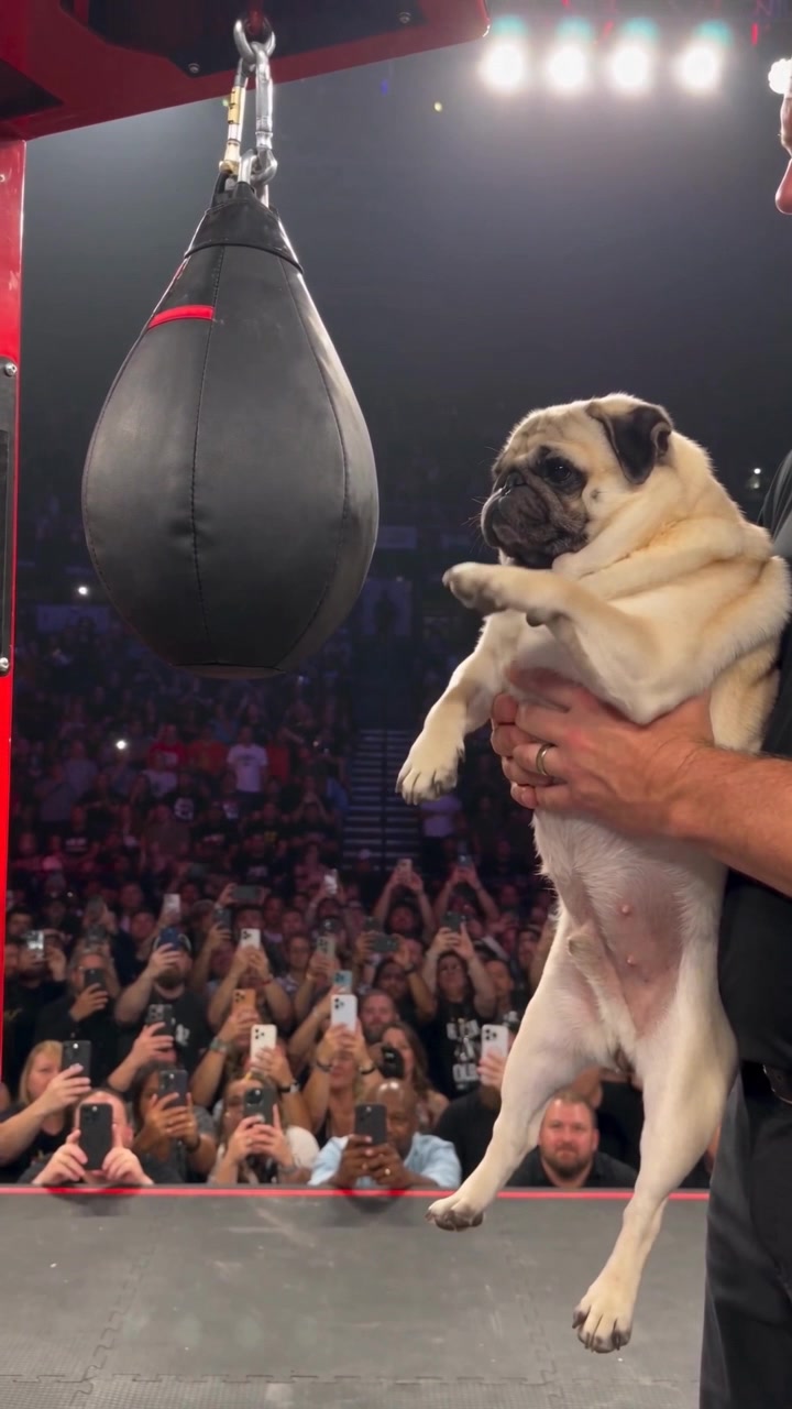 @Lucas The Pug