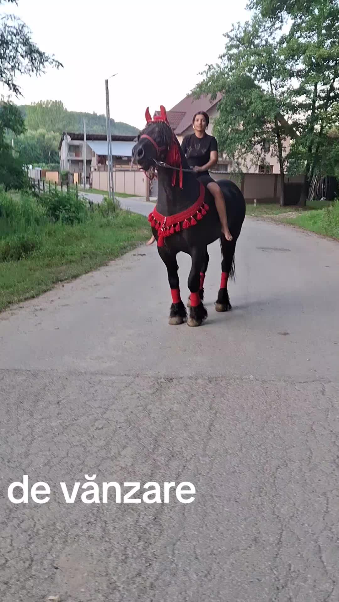 @👑alina🐎👑