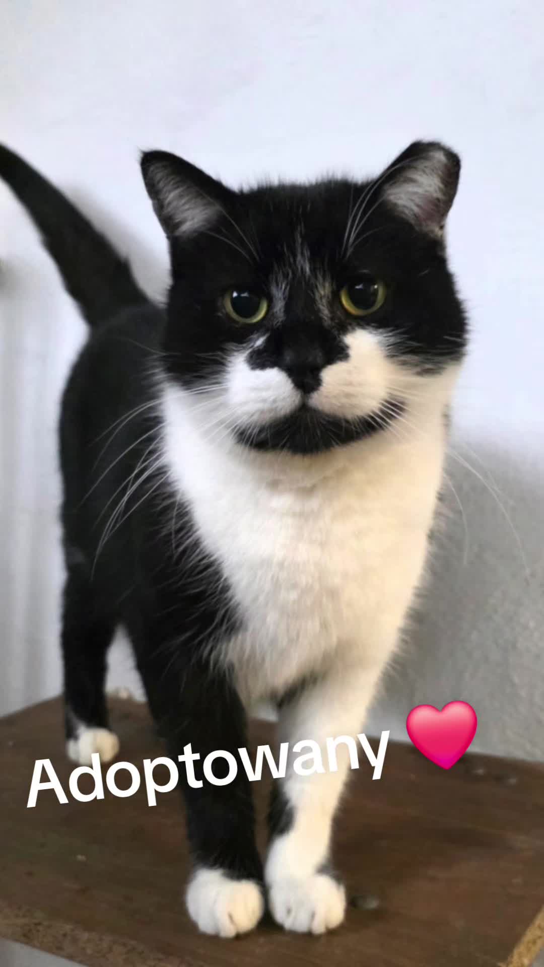 @Wodzisławskie Psy i Koty 😻🥺